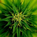 Pentagon sued over cannabis questions for military contractors (Newsletter: July 4, 2025)