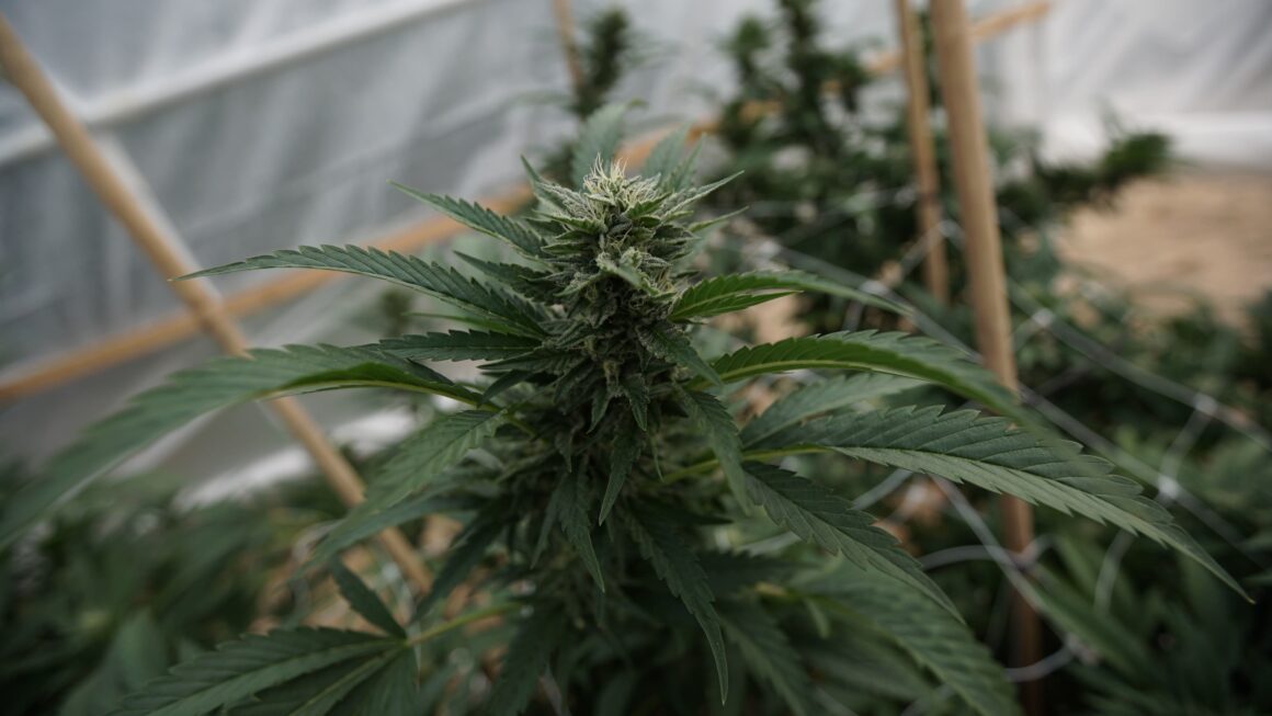 Feds say cannabis is a “deadly” drug (Newsletter: October 2, 2025)