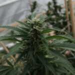 Anti-cannabis groups beg Trump not to reschedule (Newsletter: August 26, 2025)