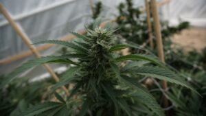 Anti-cannabis groups beg Trump not to reschedule (Newsletter: August 26, 2025)