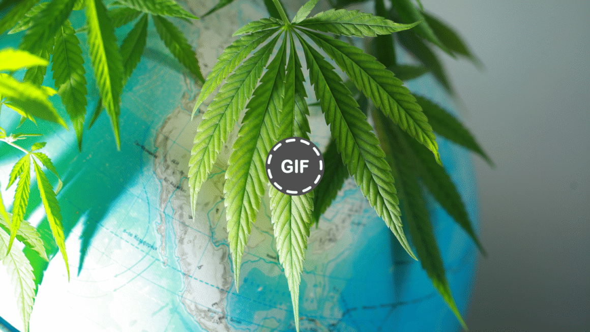Cannabis Has No Borders: How Smugglers, Breeders And Activists Built An Industry