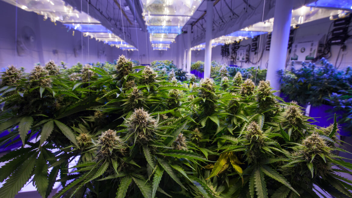 Cannabis Is Being Grown Like It’s Bitcoin: That’s A Problem