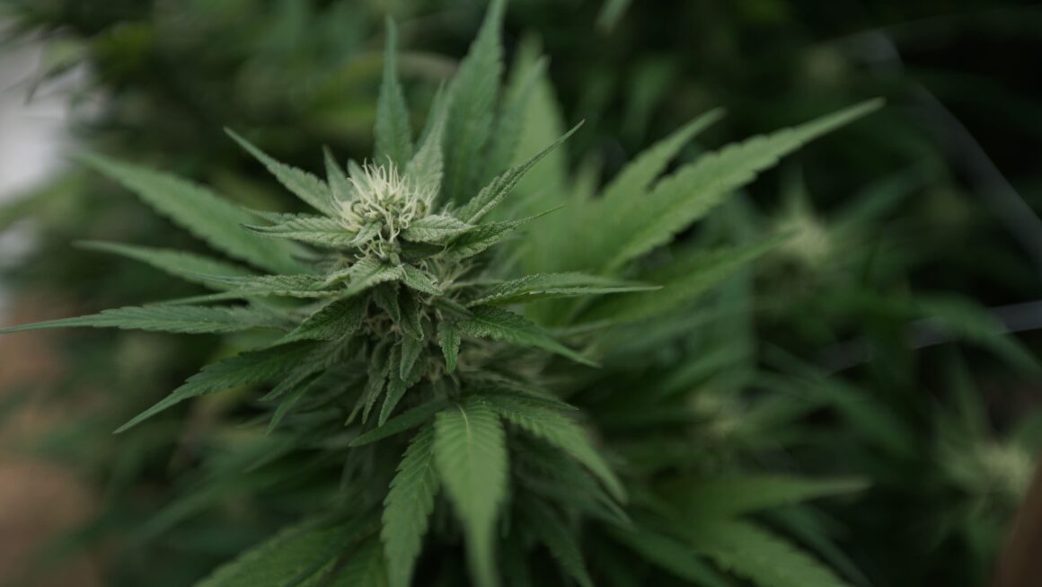 Cannabis companies get more time for Supreme Court petition (Newsletter: August 19, 2025)