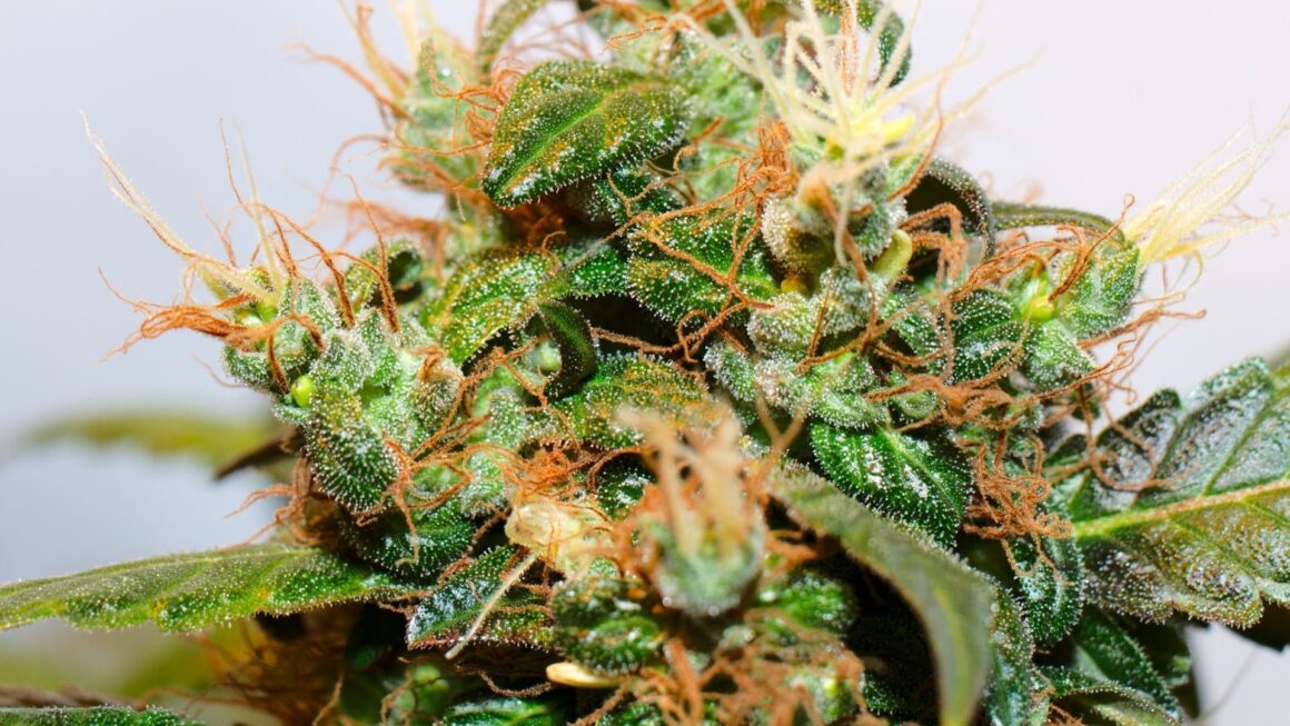 Cannabis legalization is a “moral obligation,” congressional resolution says (Newsletter: August 21, 2025)
