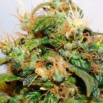 Cannabis legalization is a "moral obligation," congressional resolution says (Newsletter: August 21, 2025)