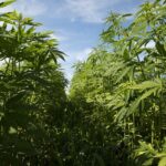 GOP Congressman Circulates Draft Bill To Regulate Hemp Products As Colleagues Pursue THC Ban