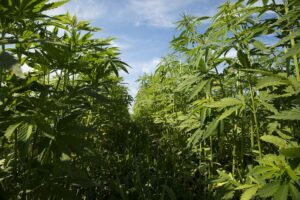 GOP Congressman Circulates Draft Bill To Regulate Hemp Products As Colleagues Pursue THC Ban