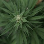 GOP lawmaker files federal cannabis rescheduling bill (Newsletter: August 14, 2025)