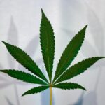 Here are Trump's first public cannabis comments of this term (Newsletter: August 12, 2025)