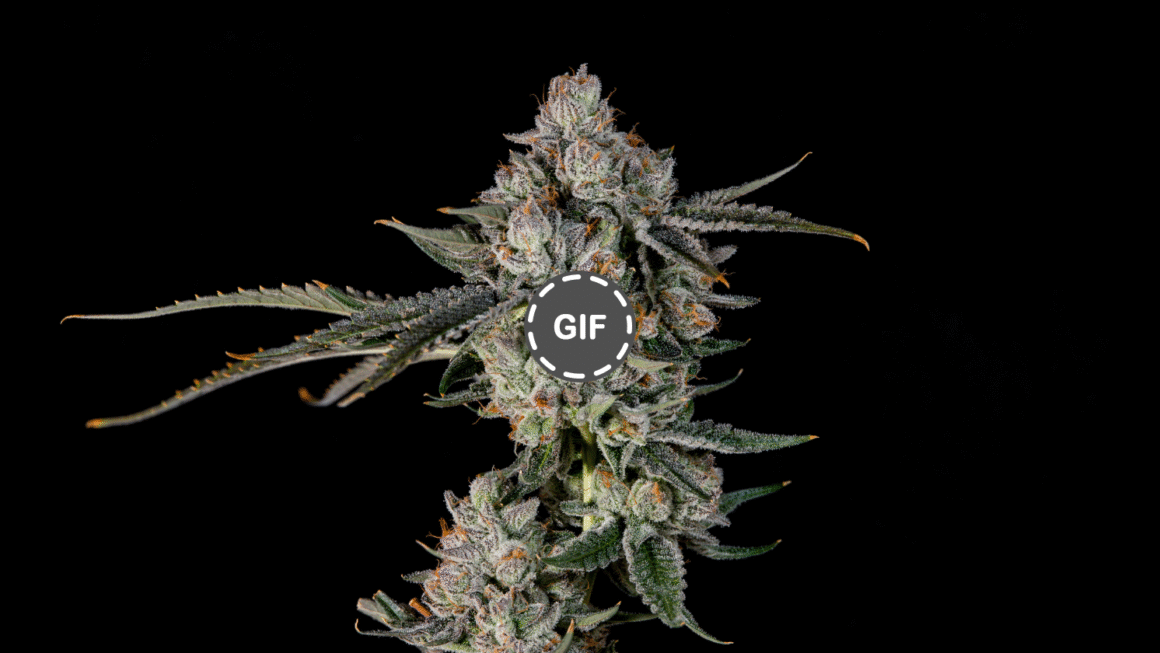 High Times Strains Of The Month: August 2025