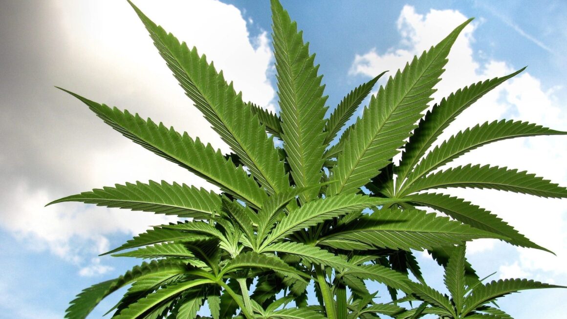 Indian Tribes See Opportunity In Hemp THC Products, Even In States That Continue Marijuana Criminalization