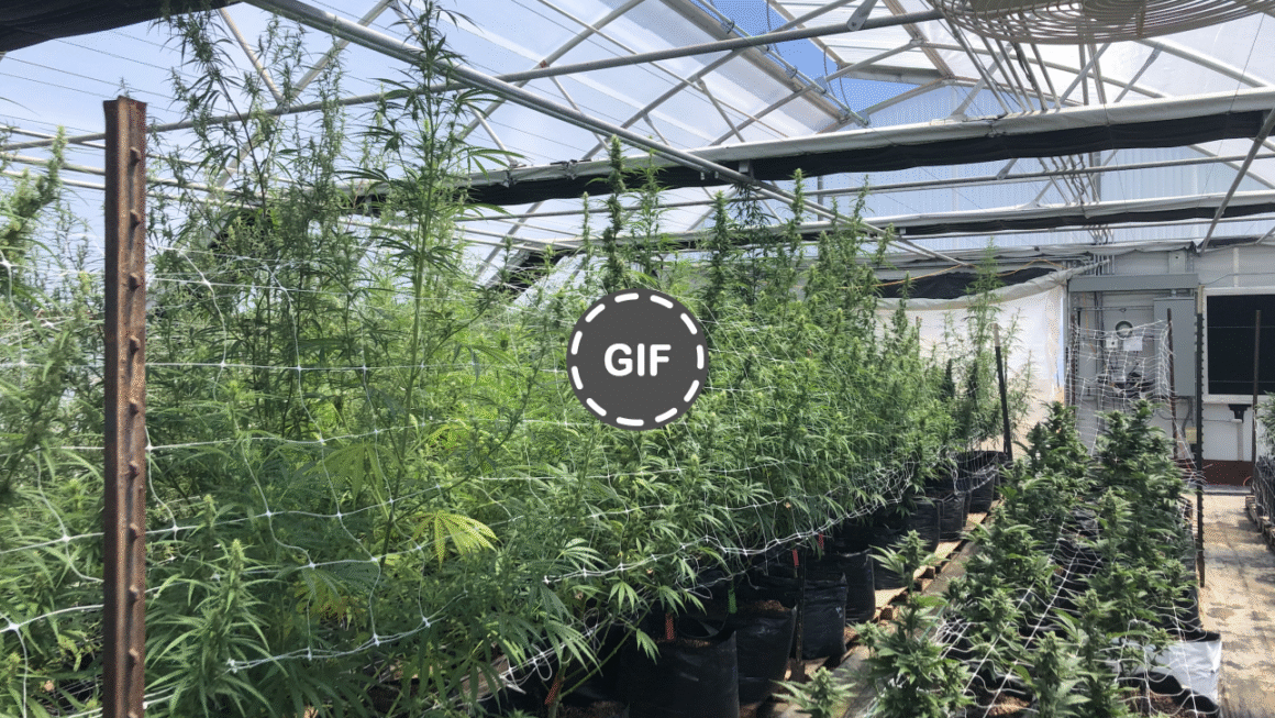 Long Flowering, Long Forgotten: Why Preserving Diversity Is The Future of Cannabis