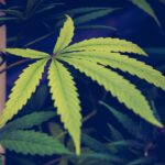 Major trucking group's cannabis rescheduling concerns (Newsletter: August 18, 2025)