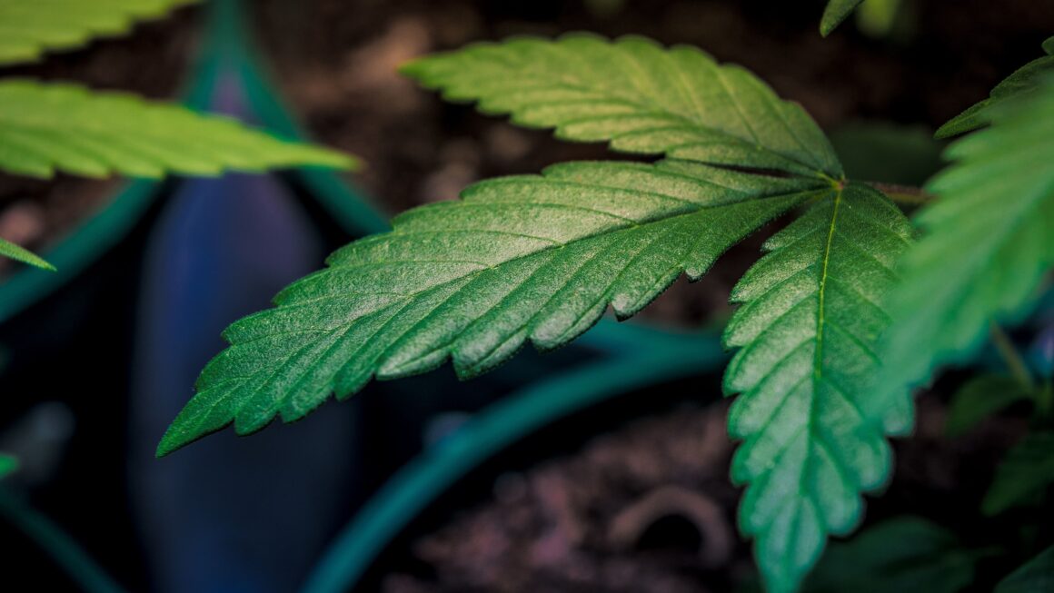 Alcohol companies lobby Congress on cannabis drinks (Newsletter: October 22, 2025)