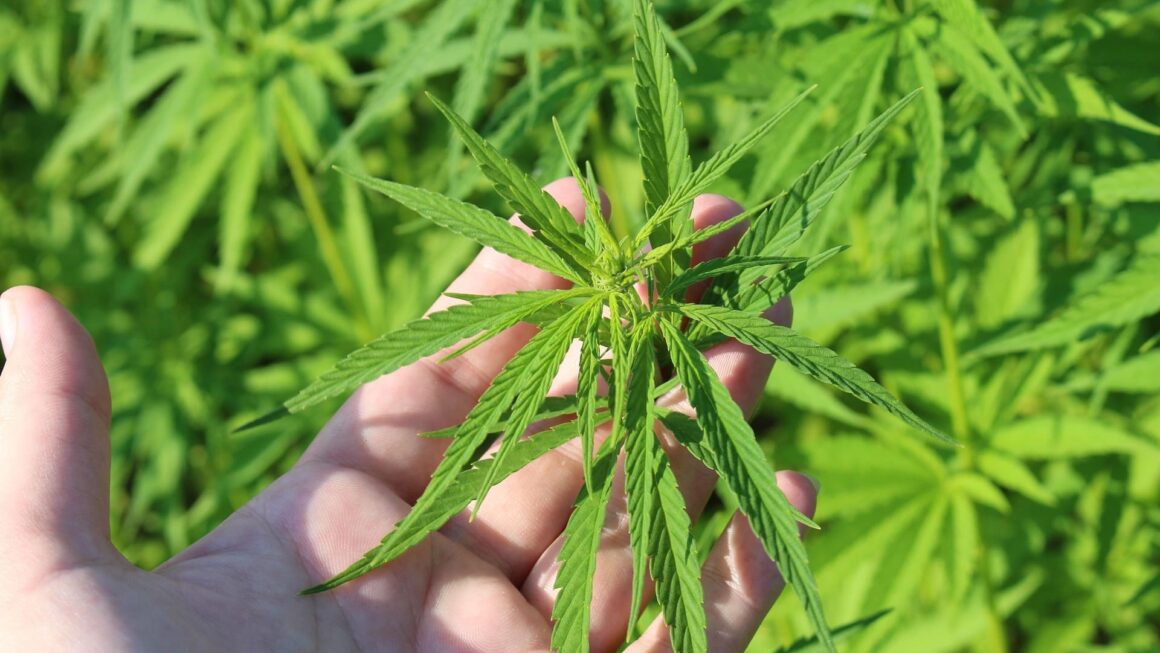 Trump DOJ Asks Federal Court To Dismiss Lawsuit From D.C. Hemp Business Challenging Federal Ban On Local Cannabis Sales