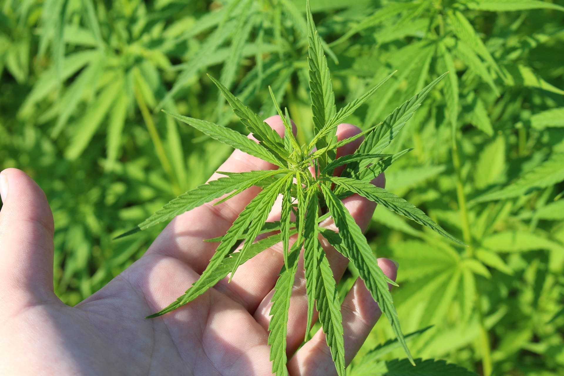 The Soil Cannabis Is Grown In Affects THC, CBD And Terpene Levels, Federally Funded Study Shows