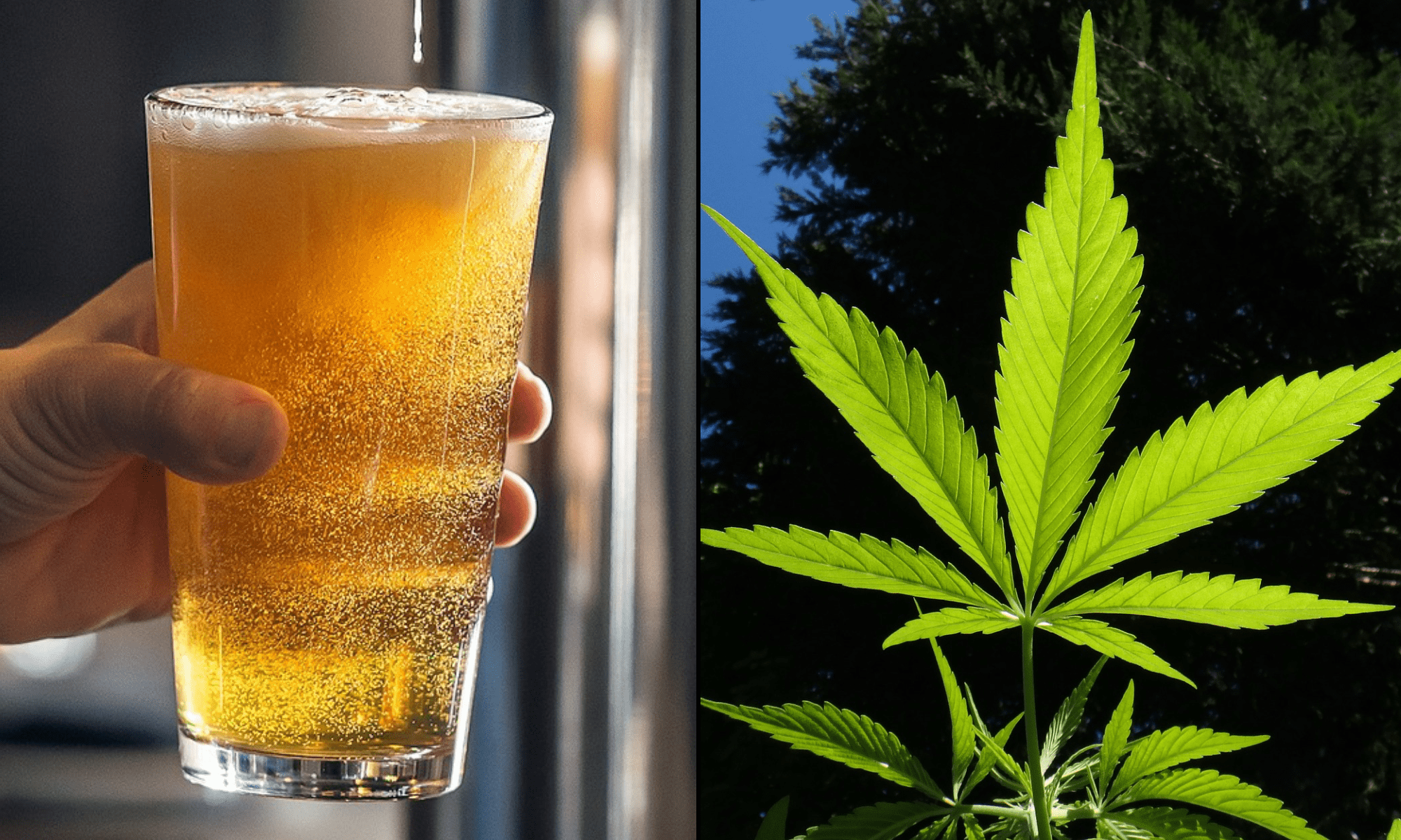 Trump Administration Ditches Alcohol Limit Guidance As Marijuana Remains Federally Criminalized