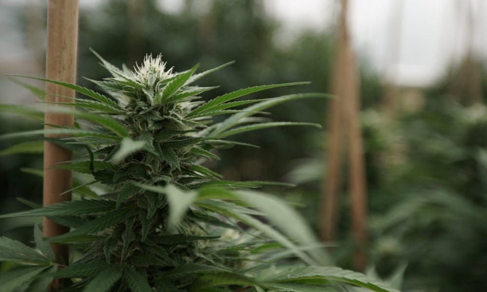 New Missouri Draft Marijuana Rules Target Predatory Licensing Practices, Hemp Recalls And Non-Compliant Business Owners