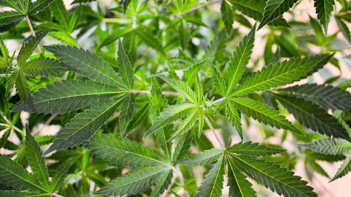 Federal Judge Gives Florida Marijuana Legalization Campaign A Win Over State’s Ballot Initiative Restriction Law