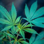 Oklahoma cannabis legalization campaign launches for 2026 ballot (Newsletter: August 7, 2025)