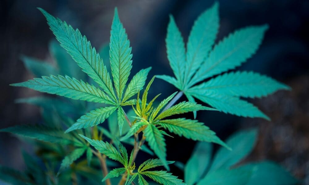Oklahoma cannabis legalization campaign launches for 2026 ballot (Newsletter: August 7, 2025)