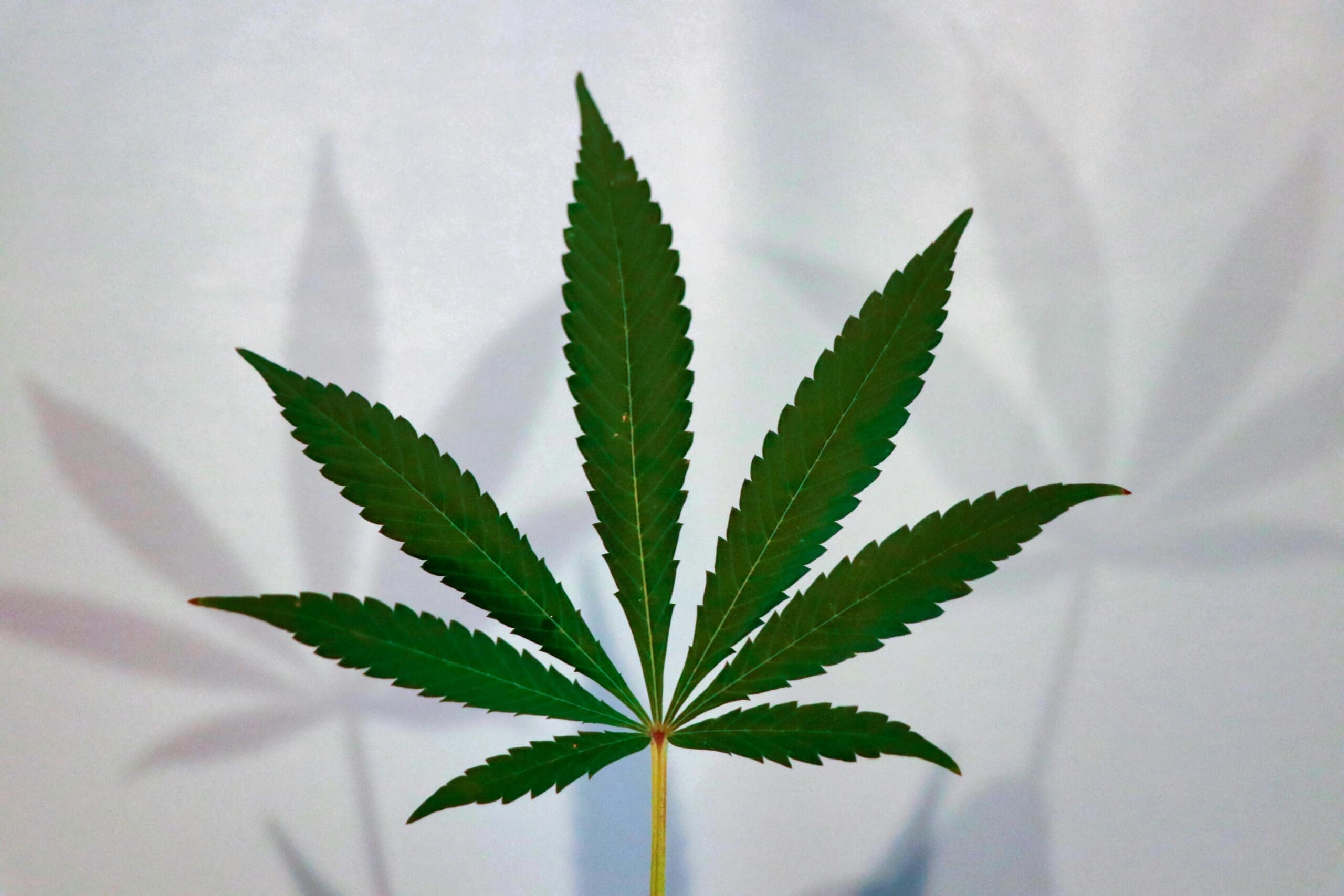 DEA gives cannabis rescheduling update (Newsletter: October 8, 2025)