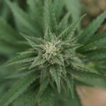 Texas Senators Unanimously Pass Hemp THC Ban Bill Hours After Governor Convenes Second Special Session