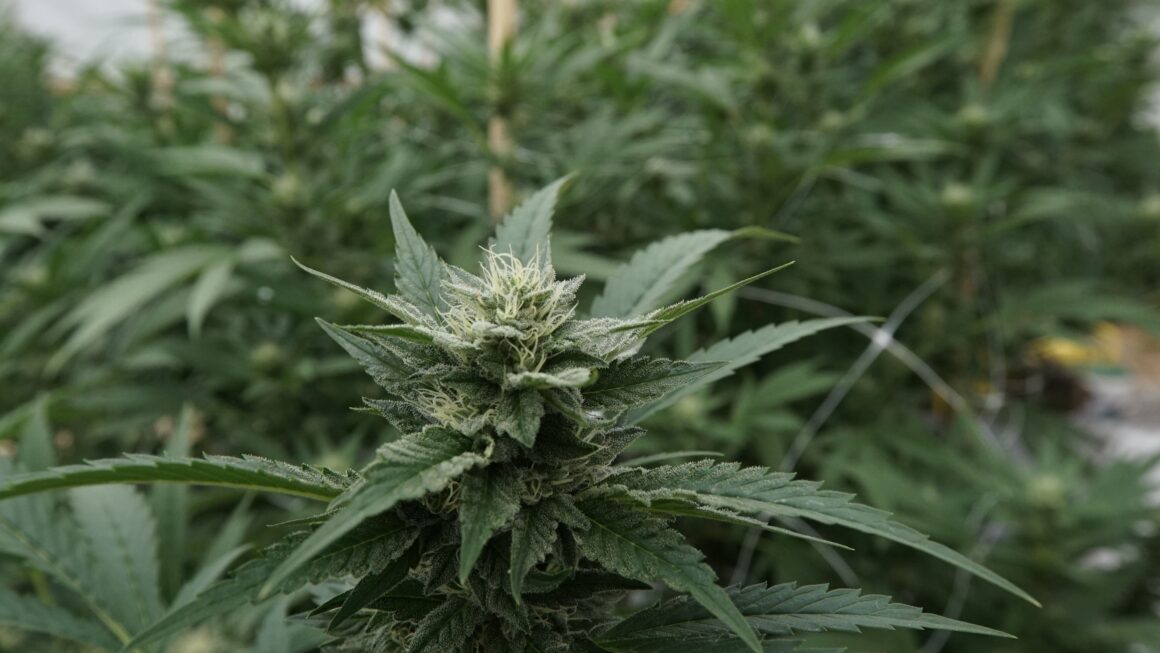 Trump DOJ says cannabis & guns dispute “warrants” SCOTUS review (Newsletter: September 25, 2025)