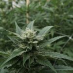 Trump advisor pushes cannabis rescheduling as step toward legalization (Newsletter: August 29, 2025)