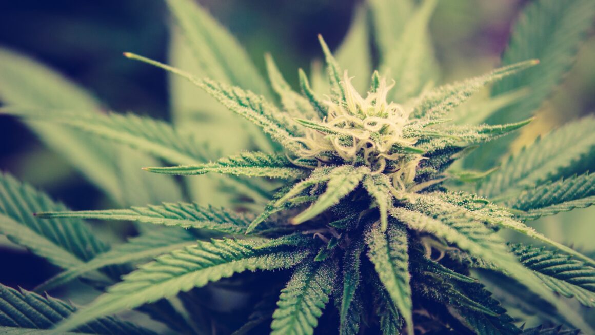 Trump’s MAGA base is torn over cannabis rescheduling (Newsletter: August 15, 2025)