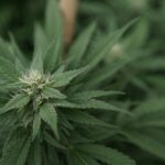 Candidates for Virginia governor clash on cannabis (Newsletter: September 22, 2025)