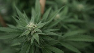 Candidates for Virginia governor clash on cannabis (Newsletter: September 22, 2025)