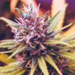 Cannabis & military amendment advances in Congress (Newsletter: September 10, 2025)