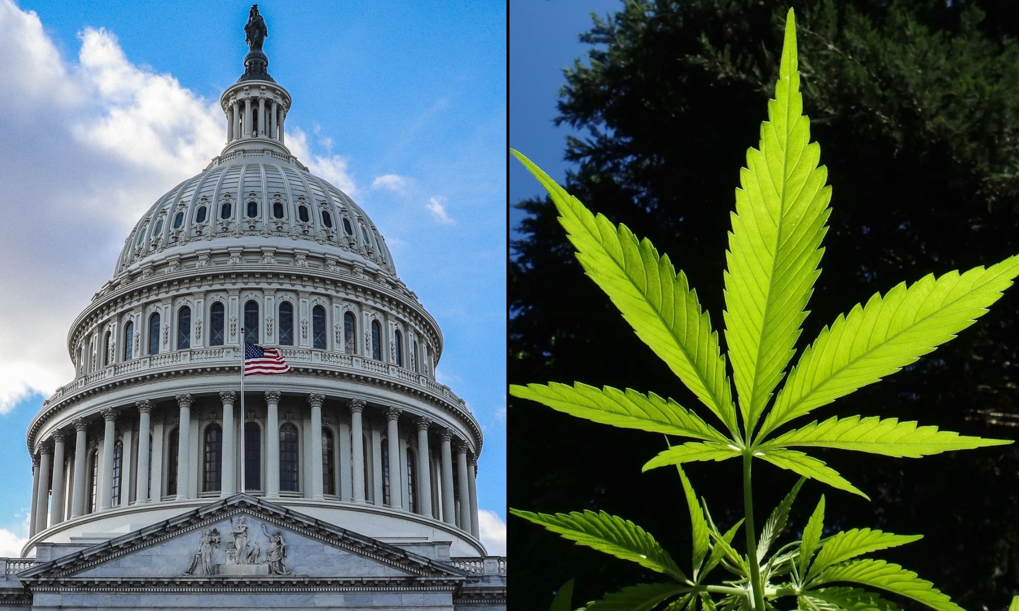 Congressional Committee Schedules Hearing On Chinese ‘Invasion’ Through ‘Illegal Marijuana’ Operations