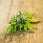 Congressional marijuana & hemp amendments to military bill (Newsletter: September 4, 2025)