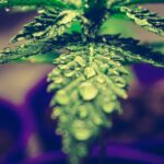 Feds provide anti-cannabis group a platform to bash legalization (Newsletter: September 15, 2025)