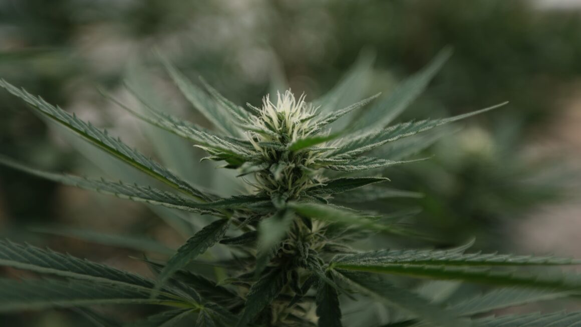 Former Trump officials' contrasting cannabis rescheduling advocacy (Newsletter: September 5, 2025)