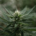 Former Trump officials' contrasting cannabis rescheduling advocacy (Newsletter: September 5, 2025)