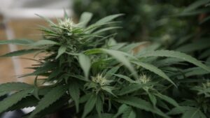 GOP Lawmakers Seek To Expand Marijuana Waivers For Military Recruits And Allow Service Members To Use Hemp