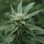 Groups push Congress to legalize cannabis (Newsletter: September 16, 2025)