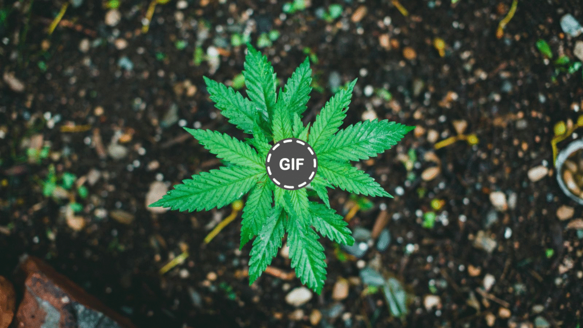 Grow Better Weed With Living Soil and Microbes