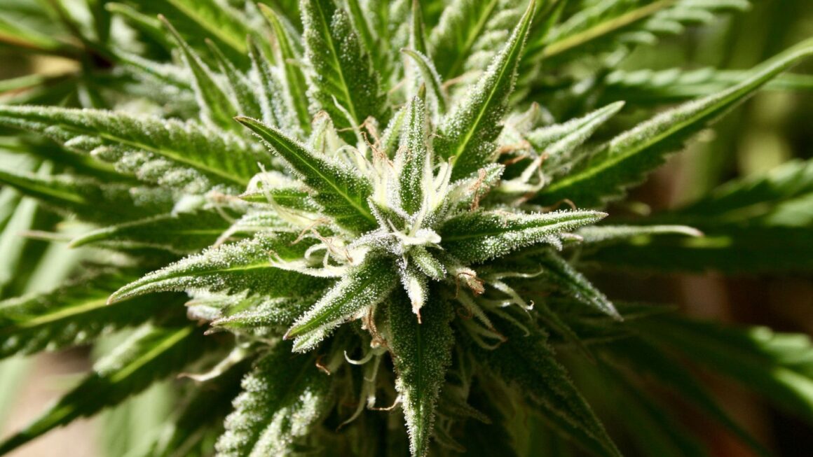 Kamala Harris wanted to discuss cannabis with Joe Rogan, she says (Newsletter: September 24, 2025)