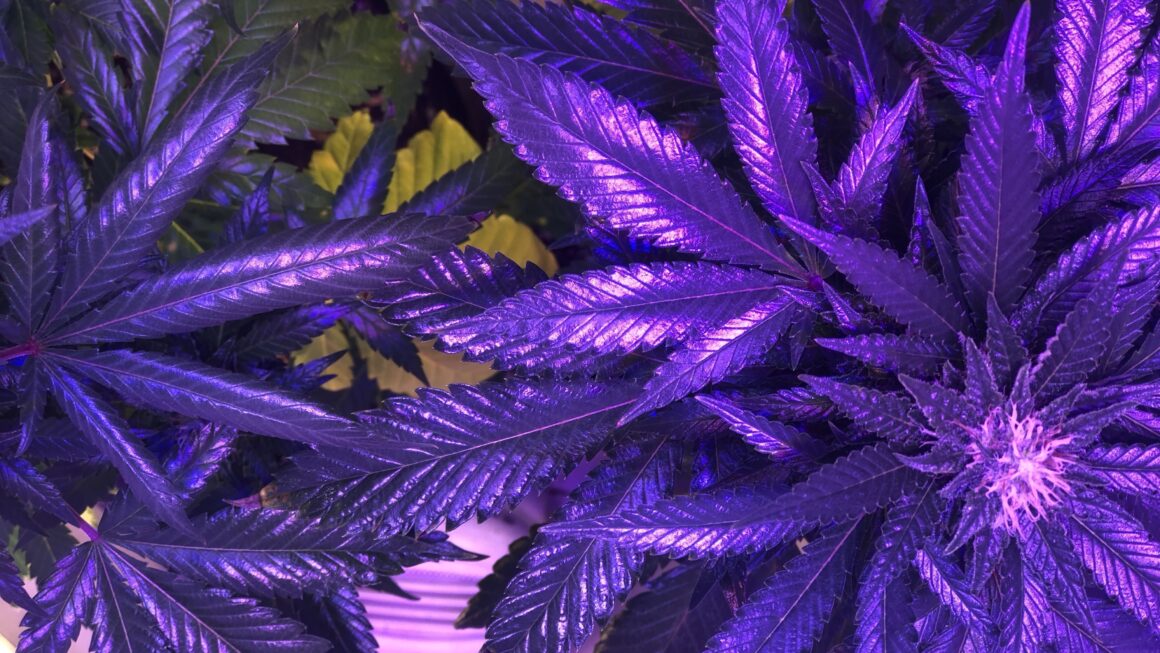 Majority Of Americans Say Marijuana Isn’t ‘Dangerous’ As Trump Decides On Rescheduling, New Poll Shows