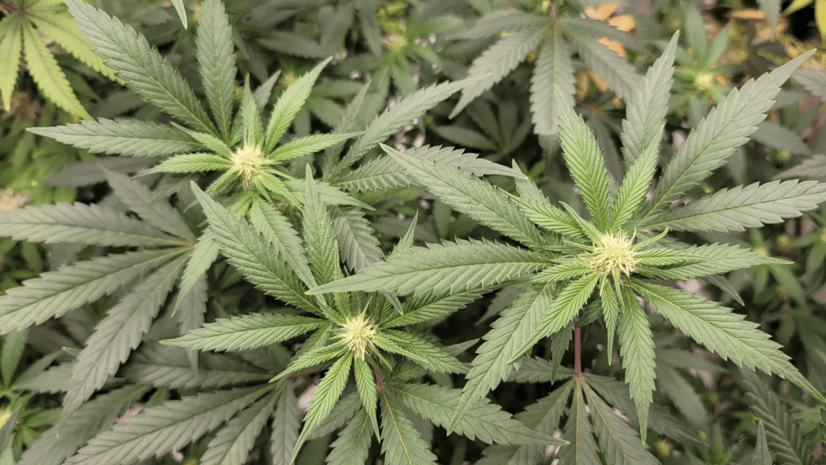 California Governor Signs Bill To Roll Back Marijuana Tax Hike