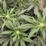 Massachusetts Lawmakers Approve Bills To Protect Marijuana Users From Employment Discrimination And Expand Medical Cannabis Program