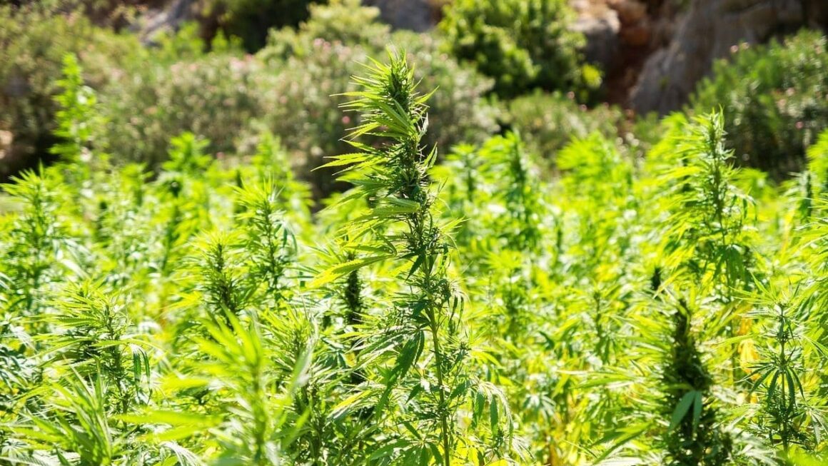 GOP Senator Worries Hemp Could Be Banned In ‘Next Two Weeks’ As Debate Has ‘Swung Hard On The Prohibitionist Side’