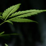Trump posts video on cannabis's medical benefits for seniors (Newsletter: September 29, 2025)