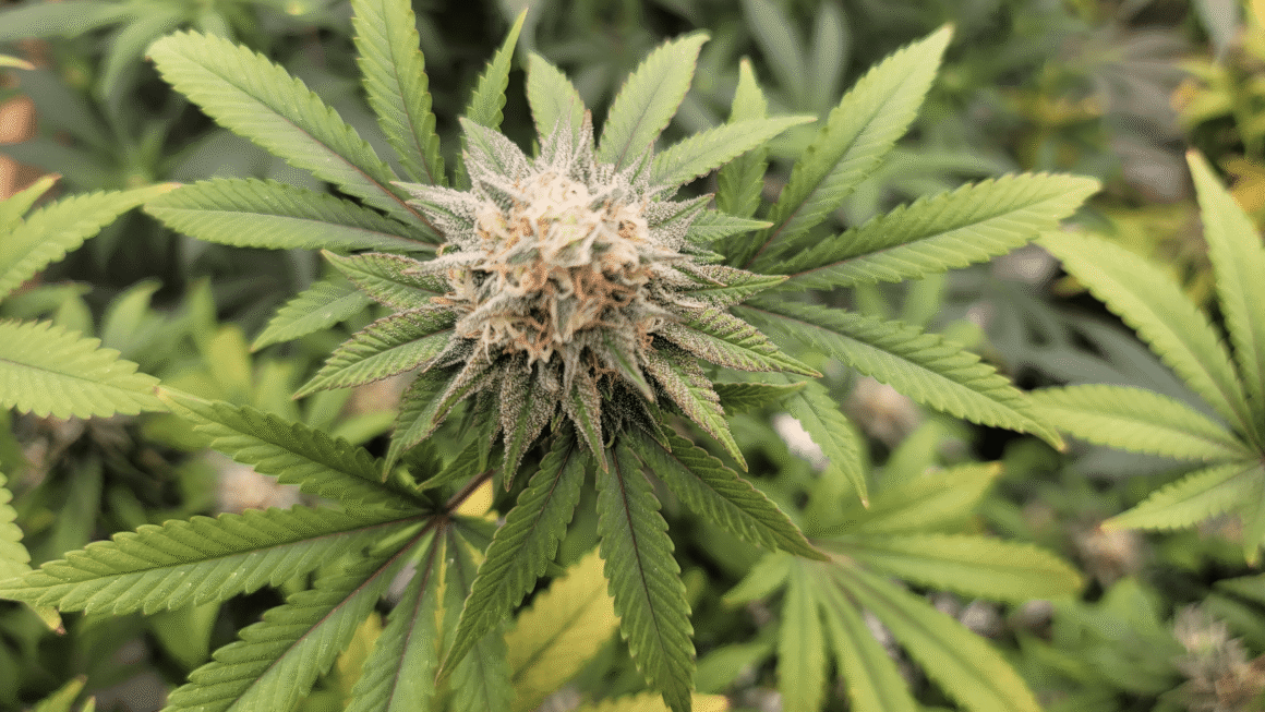 Oregon Officials Ask Federal Court To Reverse Ruling That Blocked Marijuana Industry Labor Law Approved By Voters