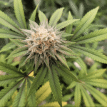 USDA undervalues hemp crop values, analysis says (Newsletter: September 2, 2025)