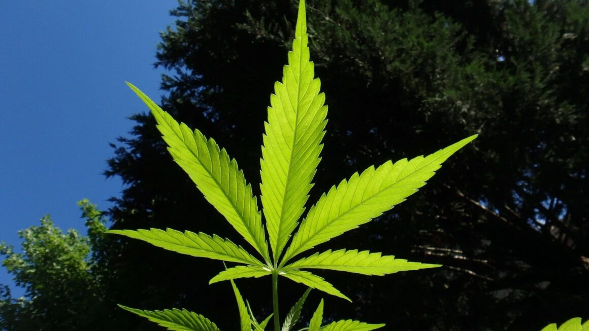 Utah Church That Uses Marijuana, Psychedelics And Vapes As Sacraments Sues Over Police Raids